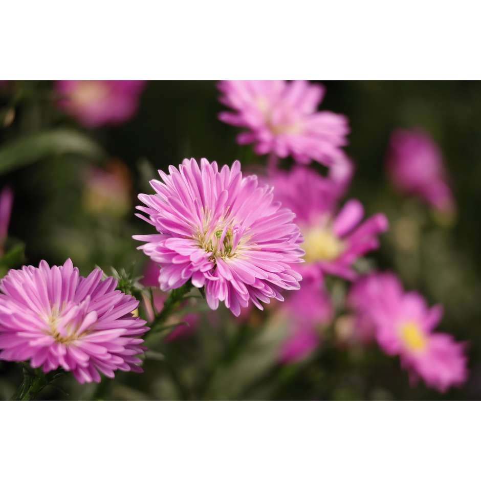 Canon RF-S 55-210mm F5-7.1 IS STM Teleobiettivo zoom APS-C